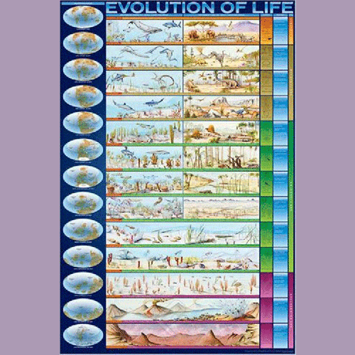 Evolution of Life plakat - 61 x 90 cm