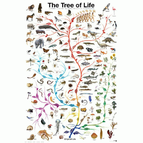 Livets Træ plakat - 61 x 90 cm